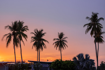Silhouette of coconut palm trees against the sky during a sunset time.
