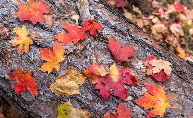 Colorful Fall Leaves On A Fallen Tree