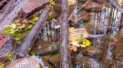 Fall Color Leaves Floating On Oak Creek In Sedona