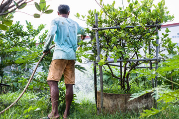 Thai farmer watering vegetable with rubber tube in evening time.