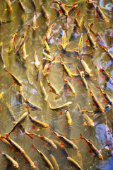 Fish herd swimming in the clear water in the sunshine. Fish background.