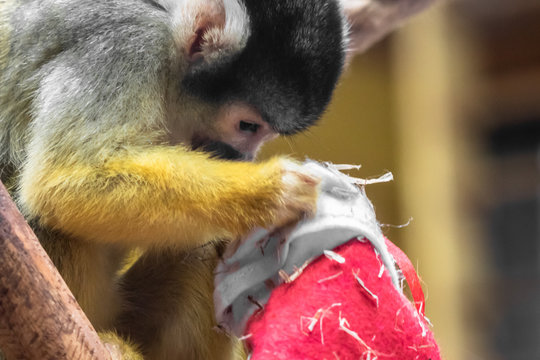 Cute saimiri bolivian squirrel monkey portrait close up playing with christmas hat