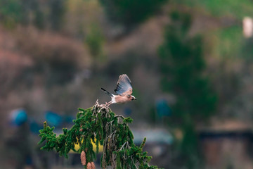 Eichelhäher fliegt los