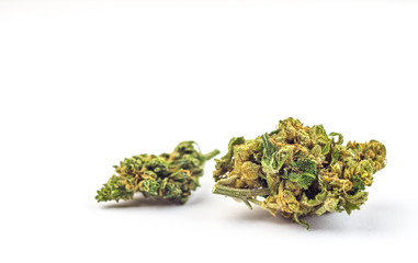 Close up of Cannabis flower buds isolated