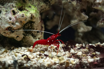 Red Cleaner Shrimp