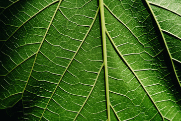 Green background of nature leaves with texture.