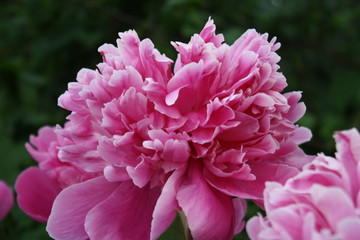 pink flower in the garden