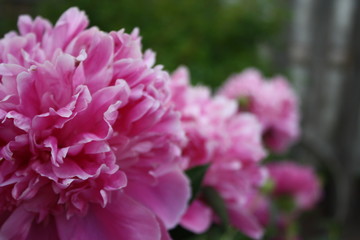 pink flower in the garden