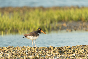Black Oystercatcher on beach in North Carolina Outer Banks