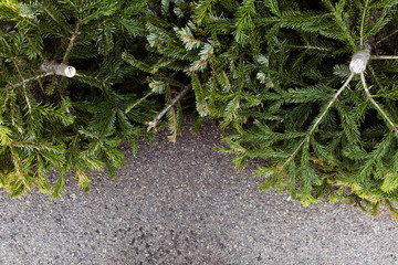 Old Christmas Trees Thrown Away.