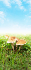 Low view of mushrooms over grass with blue sky.
