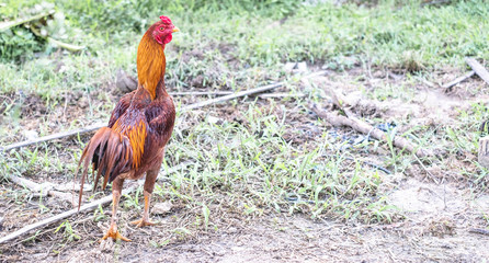 The nice of Thai rooster. Thai male breed chicken. Exotic animal concept.