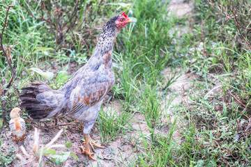 Nice shot of Thai hen and chick. Thai female breed chicken. Exotic animal concept.