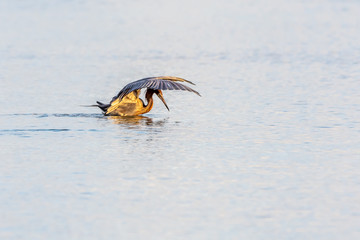 Reddish egret hunting on the shores of the inter coastal waters in Florida, USA