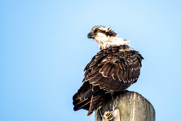 Osprey perched staring intently off in the distance