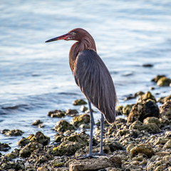 Reddish egret on the rocky shore in Florida