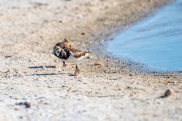 Ruddy Turnstone searching for food on the beach