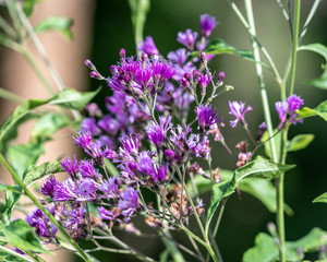 Purple wildflowers in Florida