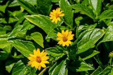 Three yellow daisies soaking in the sunlight