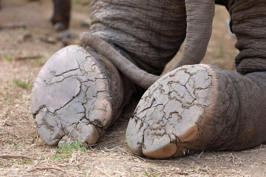 elephant's foot closeup,under foot of an elephant ,The elephant is sitting on the floor.