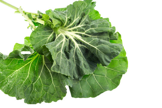 Collard – Known as Couve Galega