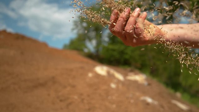 SLOW MOTION, CLOSE UP, DOF: Small seeds come flying out of farmer's hand sowing grass on sunny day. Seeds get scattered as unrecognizable female gardener sows wheat in the fertile cultivated land.
