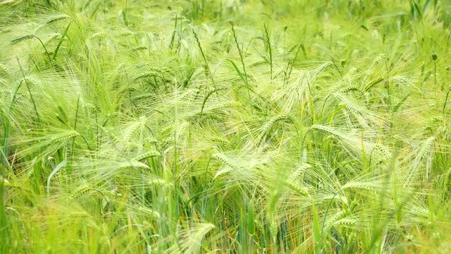 Wide shot of a patch of barley wheat growing in late spring.