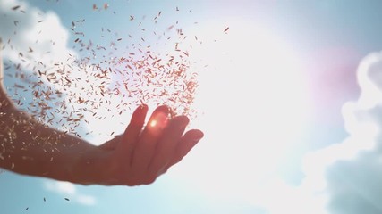 SLOW MOTION, LENS FLARE, CLOSE UP, DOF: Bright summer sunbeams shine on farmer's hand scattering wheat seeds. Unrecognizable person sowing grass across the fertile rural land on a sunny summer day.
