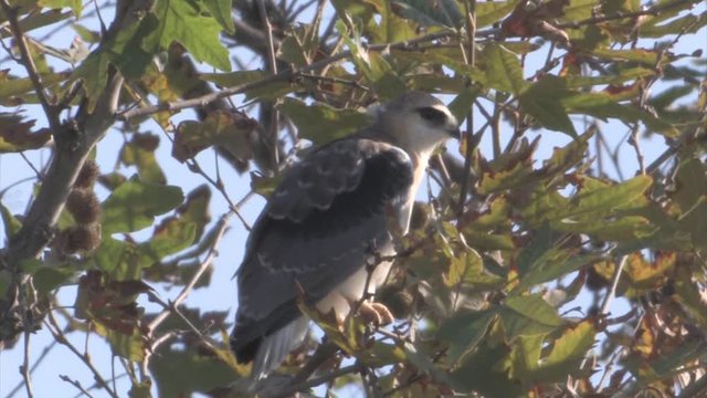 Black winged kite chick on tree, Israel, hula valley Israel