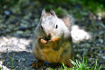 Red squirrel eating the food on the ground.