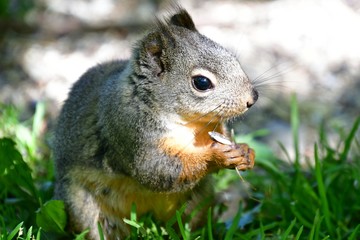 Red squirrel eating the food on the ground.