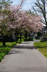 Fototapeta na wymiar 桜の小径
