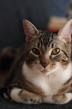 gato de frente
