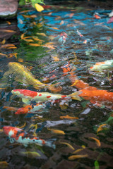 Fototapeta na wymiar Koi Fish , Colorful carps fish are swimming in water 