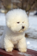 Bichon frize breed  white color
