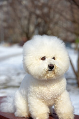 Bichon frize breed  white color