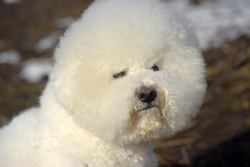 Bichon frize breed  white color