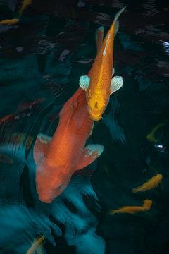 Koi Fish , Colorful carps fish are swimming in water	