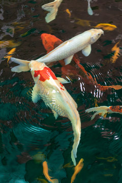 Koi Fish , Colorful carps fish are swimming in water	