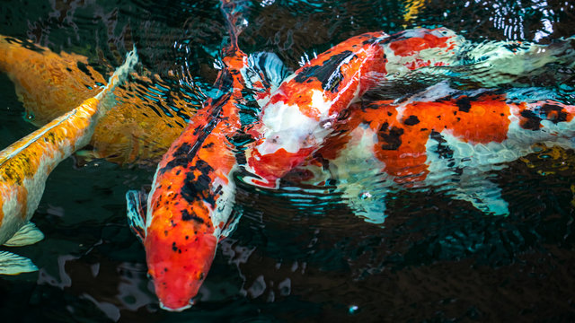 Koi Fish , Colorful carps fish are swimming in water	
