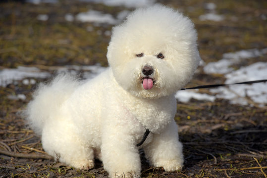 Bichon frize breed  white color