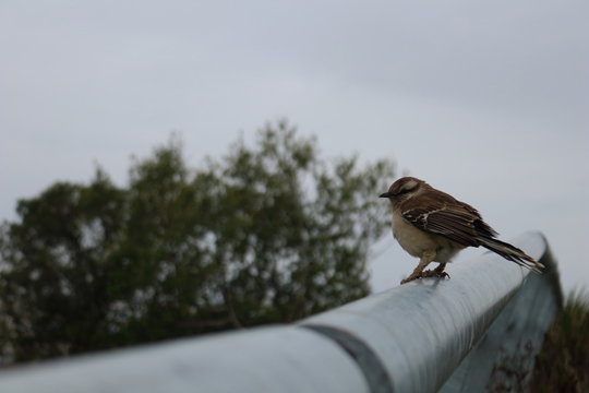 p&aacute;jaro en dia nublado