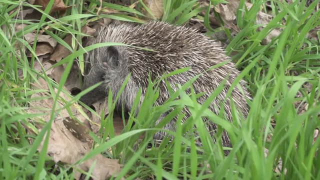Mites in Hedgehog, infested by parasite Chorioptic psoroptic encephalitis   transmissible to humans