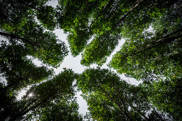 Under green leaves of mangrove forest