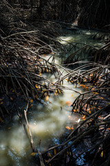 Growing root of mangrove tree in small canal