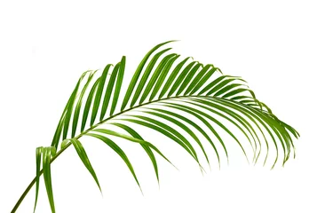 Poster Green palm leaf isolated on white background © Suraphol