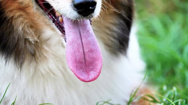Close up view of dog's tongue, open the jaws of the animal which is hot, sheepdog is tired and the tongue hangs because of hot weather, salivating, super slow motion.