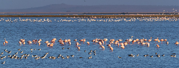 Fototapeta premium Flamingoes in Amboseli Lake Kenya