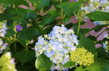 花　アジサイ　梅雨　公園　茨城