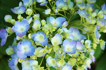 花　アジサイ　梅雨　公園　茨城